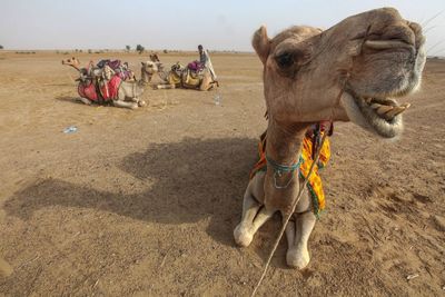 Camel resting on desert against sky