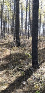 Trees in forest