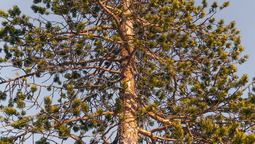 Low angle view of tree against sky