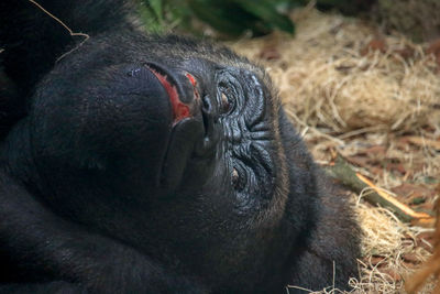 Close-up of a monkey resting