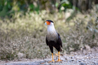 Close-up of bird perching on field