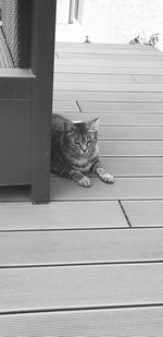 Portrait of cat sitting on floor