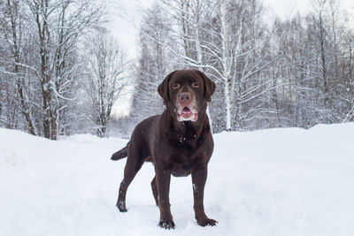 Portrait of dog standing on snow