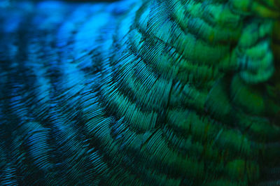 Close-up of peacock feather