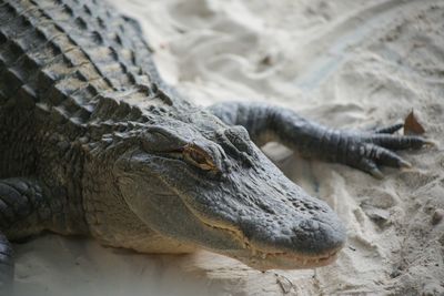 Close-up of a gator on sand