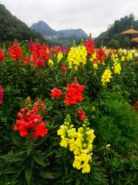 Close-up of red flowering plants