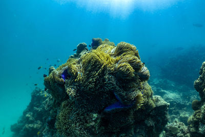 Fish swimming in sea