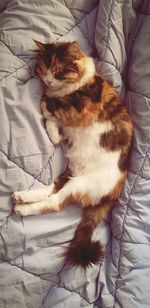 High angle view of cat relaxing on bed