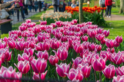 Close-up of pink tulips in park