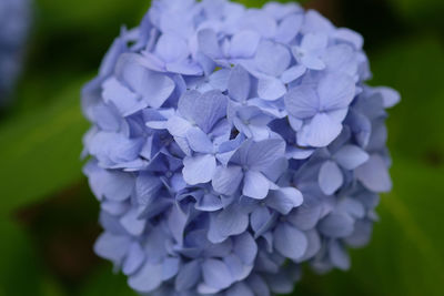 Close-up of purple hydrangea flowers