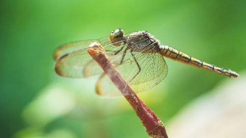 Close-up of dragonfly on twig