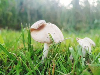 Close-up of mushroom growing on field