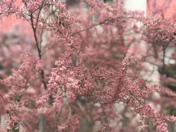 Close-up of pink cherry blossom