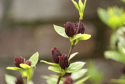 Close-up of flower growing outdoors