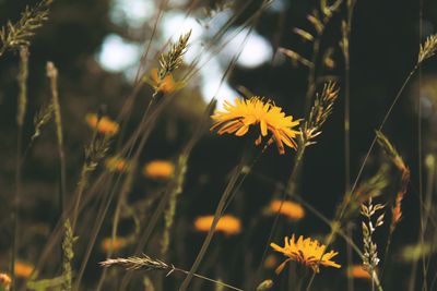 Close-up of flowers against blurred background