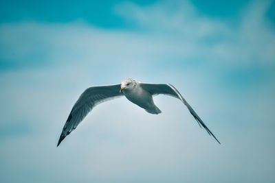 A low angle shot of a white european herring gull flying under a bright blue sky - freedom concept