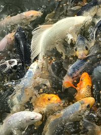 Fish swimming in pond