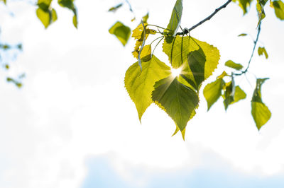 Low angle view of leaves against sky