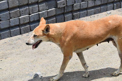 High angle view of dog against wall