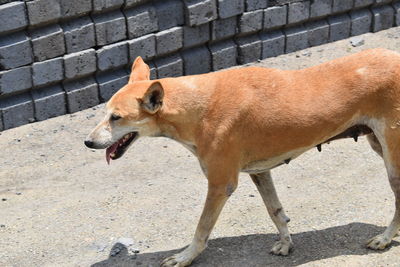 High angle view of dog walking