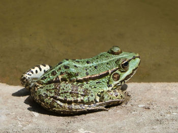 Close-up of lizard on land