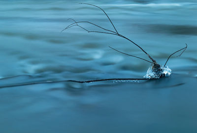 Close-up of a bird in a water