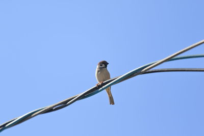 Low angle view of bird perching on cable against sky