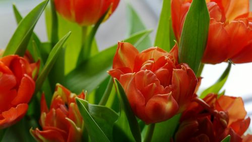 Close-up of orange flowers