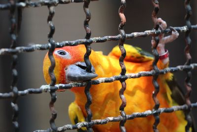 Close-up of a bird perching on branch