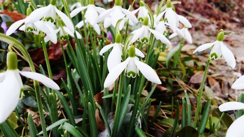 Close-up of white flowers blooming outdoors