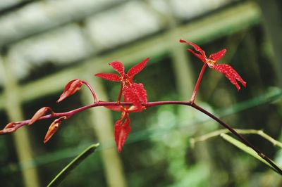Close-up of red leaves