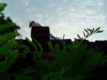 Low angle view of lizard on tree against sky