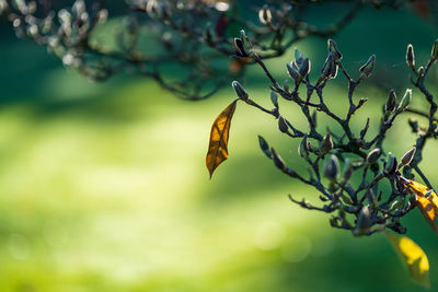 Close-up of yellow flowering plant
