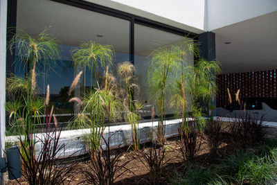 Plants growing by swimming pool against building