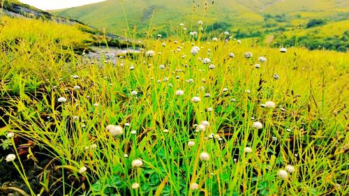 Plants growing on field