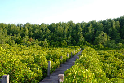 Scenic view of landscape against clear sky