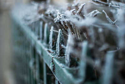 Close-up of frozen fence