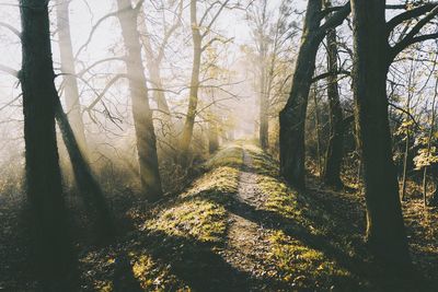 Trees in forest