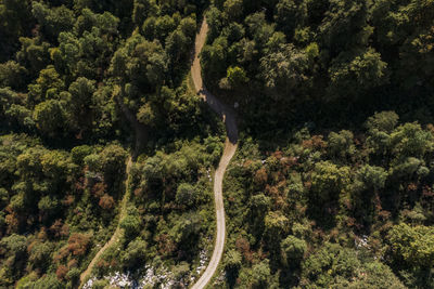 High angle view of road amidst trees in forest