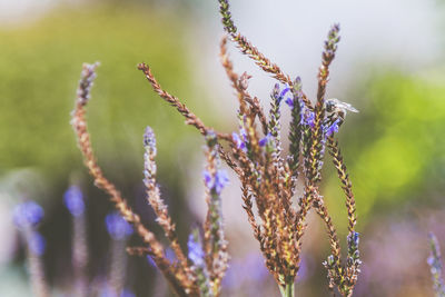 Close-up of purple flowering plant