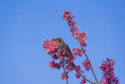 Okamezakura and japanese white-eye