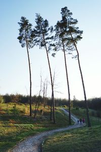 Trees on field against clear sky