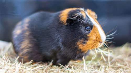 Close up of a young brown and black guinea pig in a litter tray