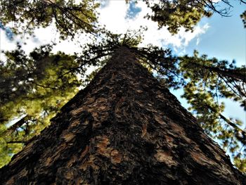 Low angle view of tree against sky