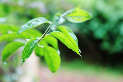 Close-up of fresh green plant