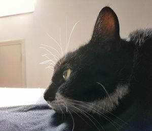 Close-up of a cat looking away at home