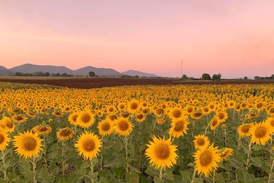 Scenic view of sunflower field against sky during sunset