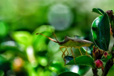 Close-up of lizard on plant