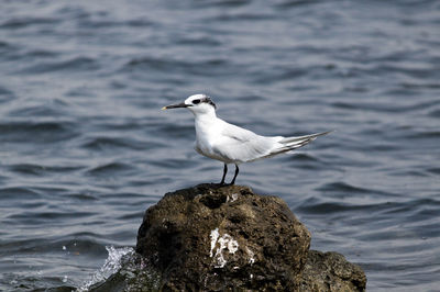 Seagull perching on rock