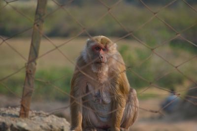 Close-up of monkey against blurred background